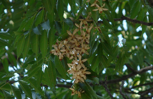 Chukrasia tabularis